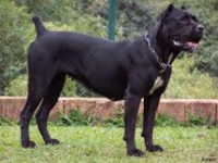 CANE CORSO ITALIANO